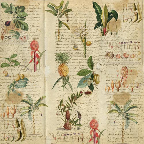 Набір скраппаперу, Botany exotic, 30,5x30,5 см, 10 аркушів, Фабрика Декору