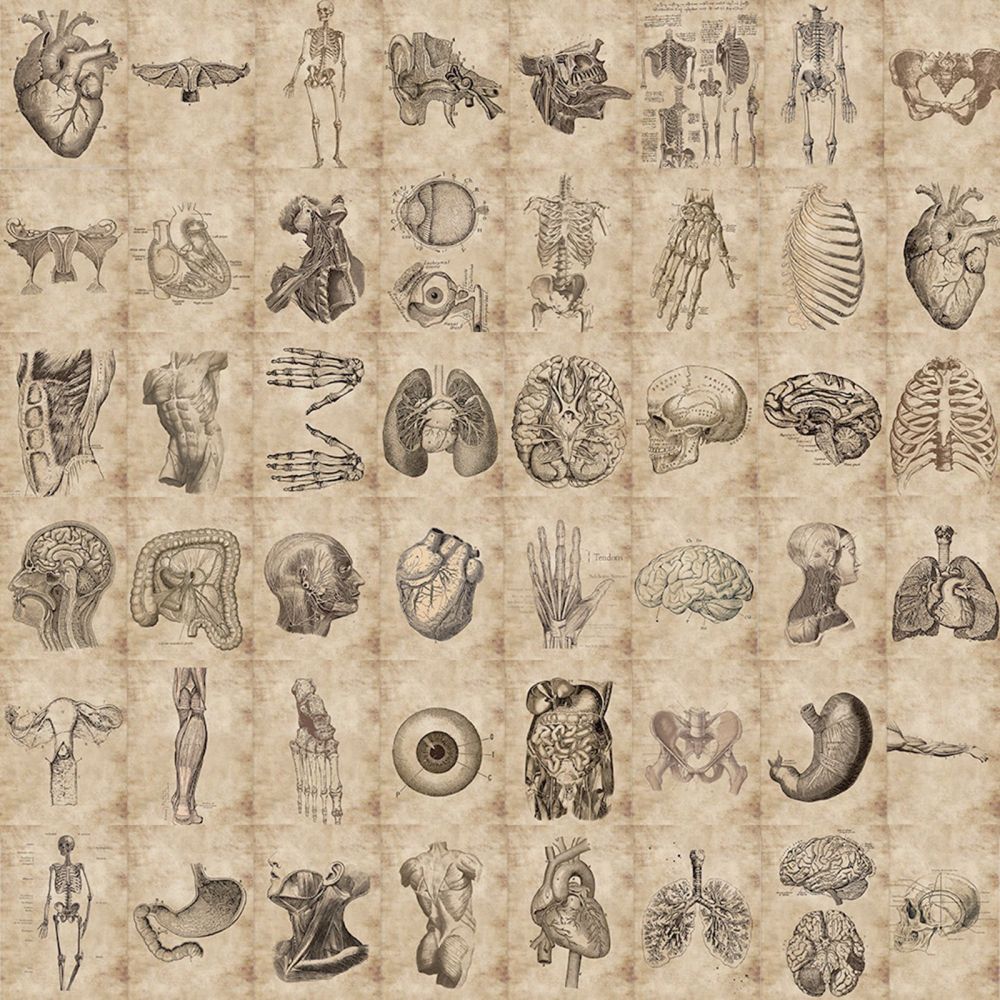 Набір наклейок Вінтажна анатомія, 30-60 мм, 56 од.