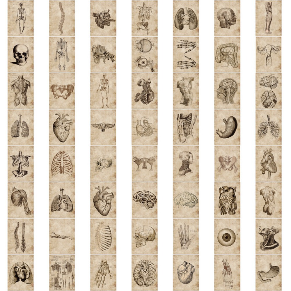 Набір наклейок Вінтажна анатомія, 30-60 мм, 56 од.